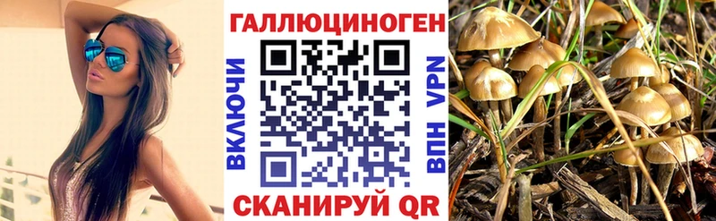 Галлюциногенные грибы Cubensis Купить где Наволоки